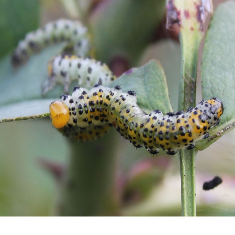 identificazione bruchi: Arge ochropus